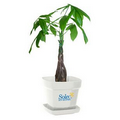 Money Tree / Pachira Plant in Square Plastic Pot